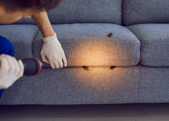 Behandlung von Bettwanzen in Belp 3123